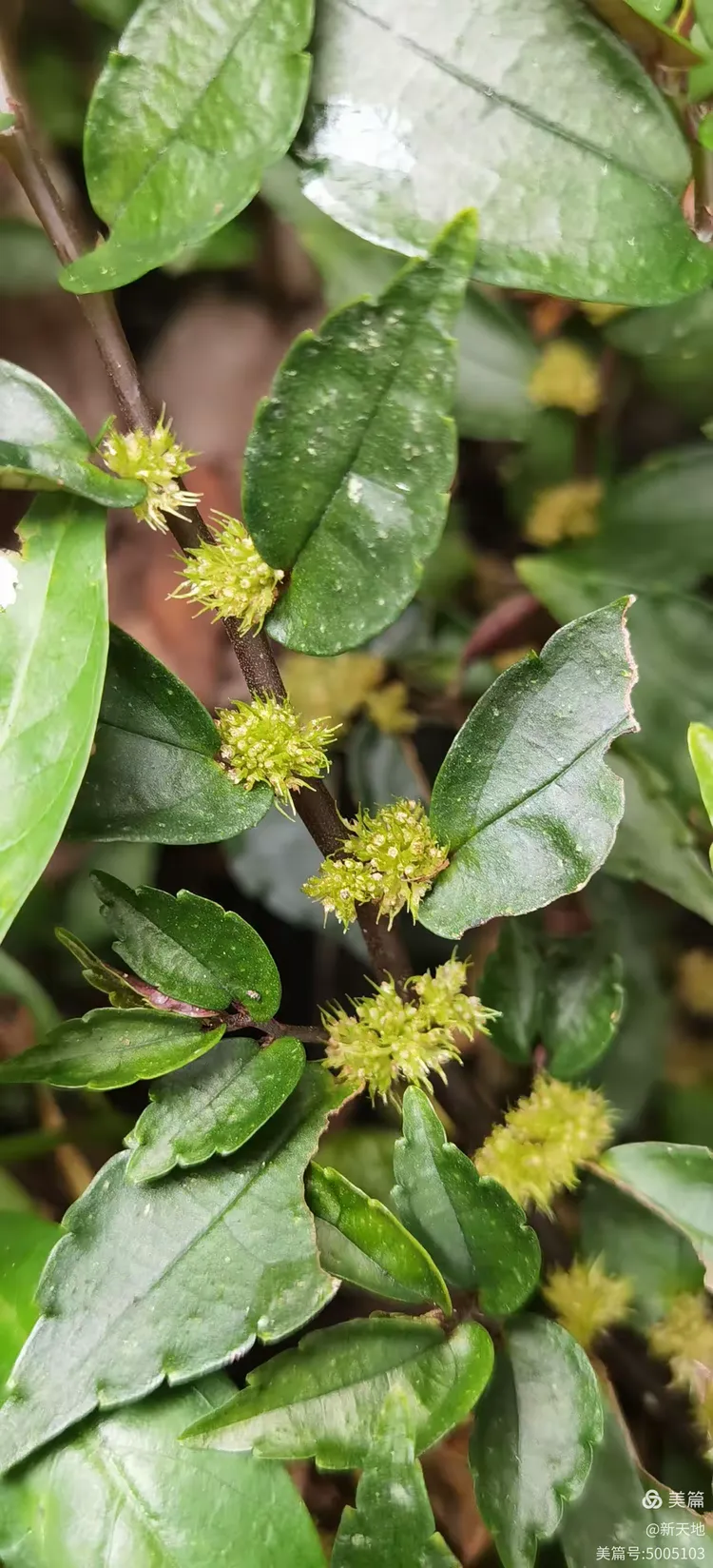 植物观赏 短叶赤车